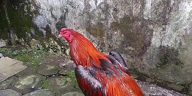 Bảo mật cực tối ưu