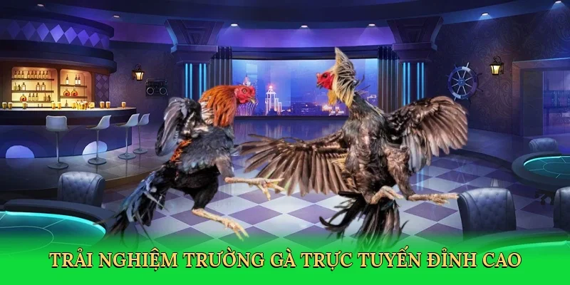 Trải nghiệm trường gà trực tuyến đỉnh cao