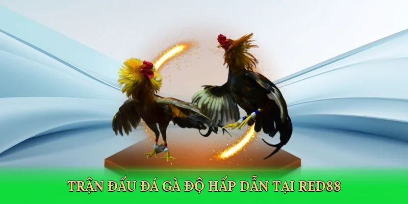 Trận đấu đá gà độ hấp dẫn tại RED88