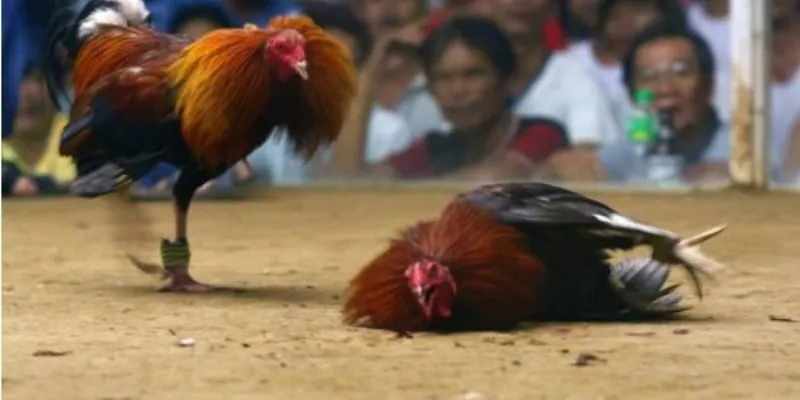 Bí quyết chọn gà chuẩn