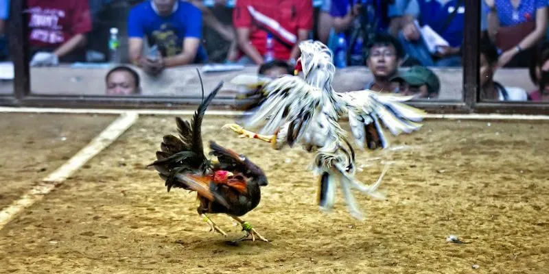 Tìm hiểu về sân đá gà Thomo VIC88