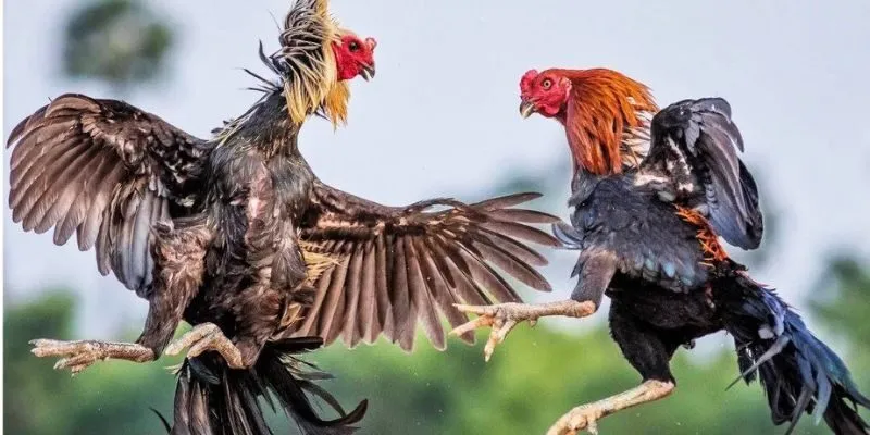 Tính năng siêu ưu việt